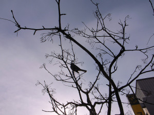 木に止まる鳥