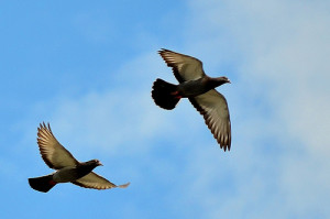 飛ぶ二羽の鳩